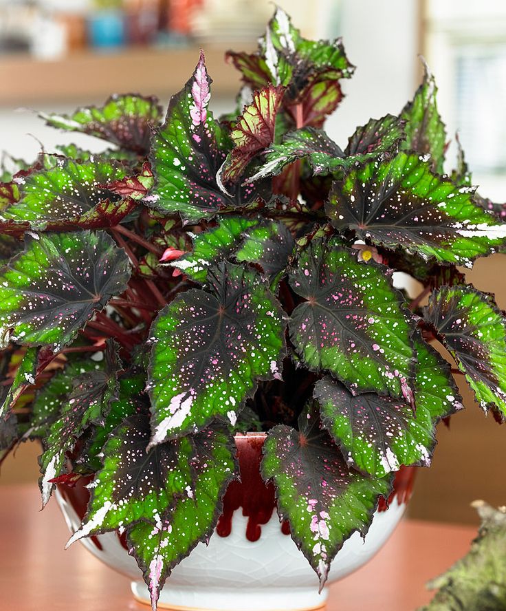 B. ‘African Jungle’